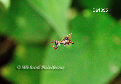 Micrathena sagittata